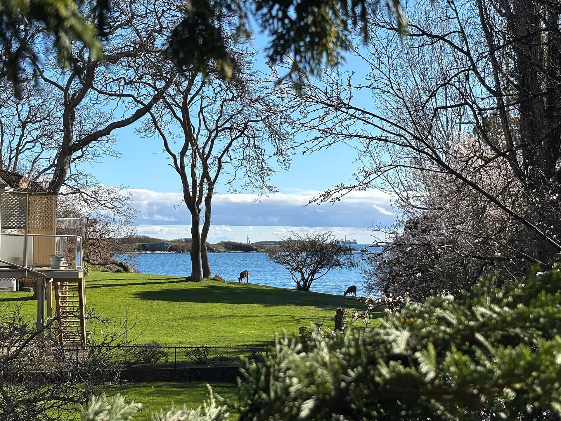 A sunny winter street in Oak Bay, British Columbia, with two deer visible in the distance